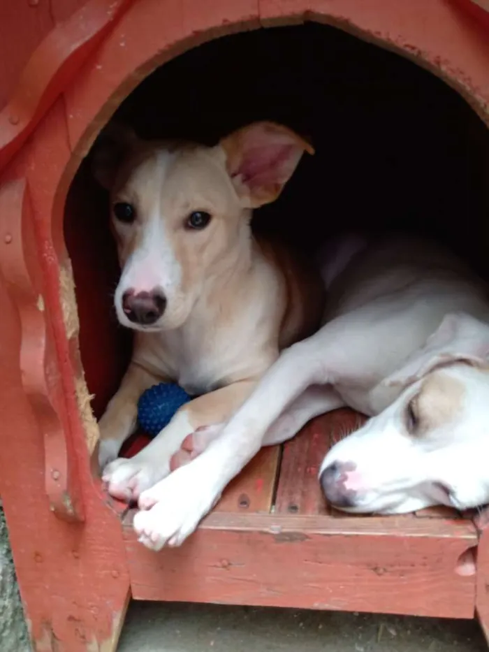 Cachorro ra a Indefinida idade 7 a 11 meses nome Branca e benjim