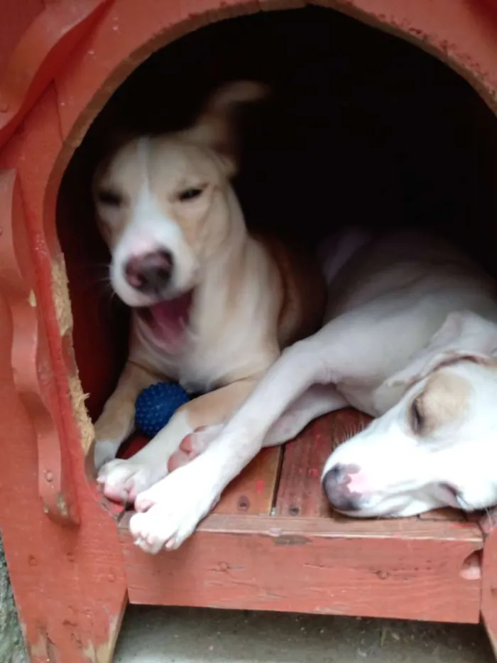Cachorro ra a Indefinida idade 7 a 11 meses nome Branca e benjim