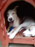 Branca e benjim