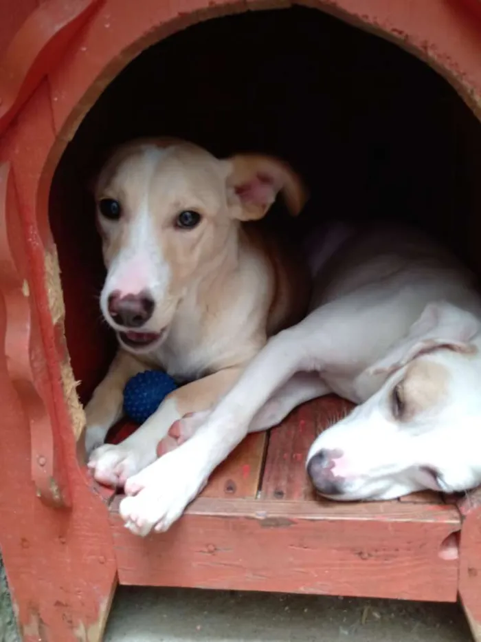 Cachorro ra a Indefinida idade 7 a 11 meses nome Branca e benjim