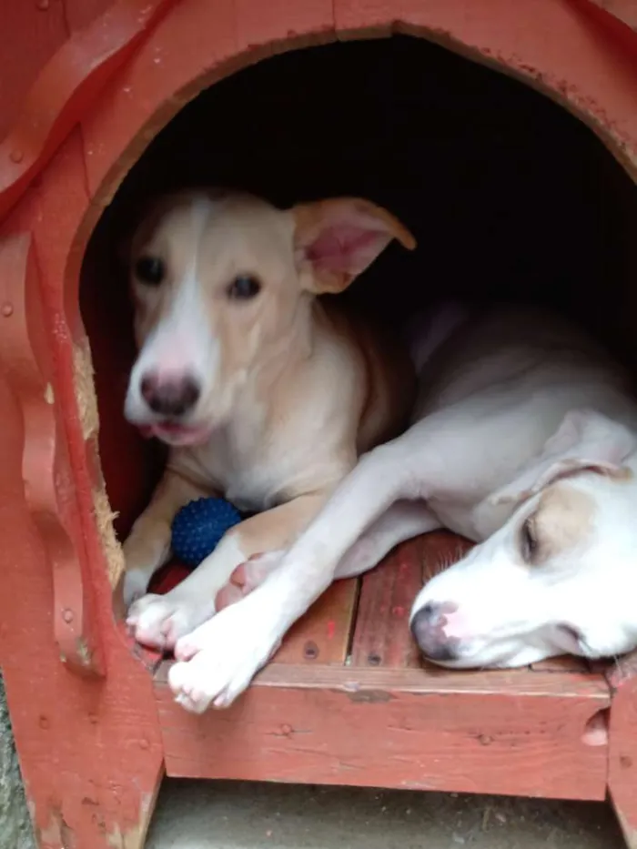 Cachorro ra a Indefinida idade 7 a 11 meses nome Branca e benjim