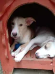 Branca e benjim
