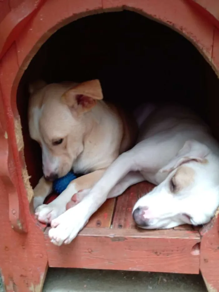Cachorro ra a Indefinida idade 7 a 11 meses nome Branca e benjim