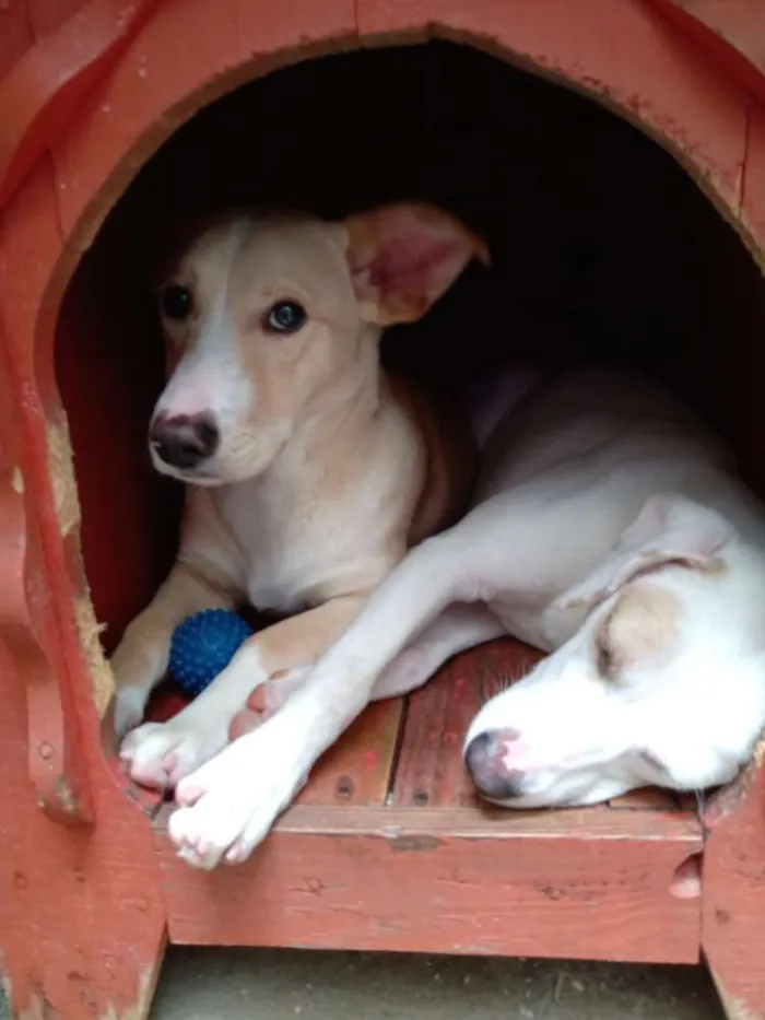 Cachorro ra a Indefinida idade 7 a 11 meses nome Branca e benjim