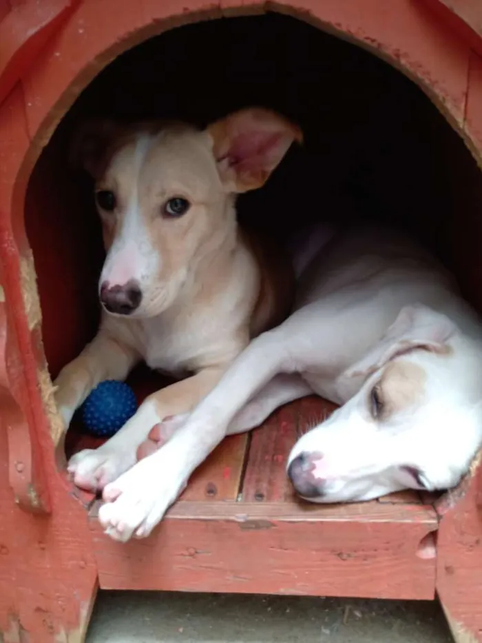Cachorro ra a Indefinida idade 7 a 11 meses nome Branca e benjim