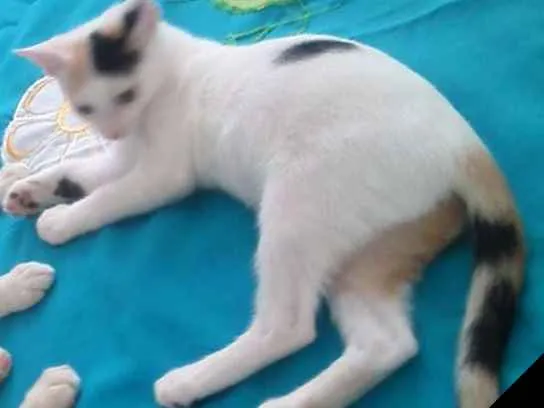 Gato ra a Viralata idade 7 a 11 meses nome Tina