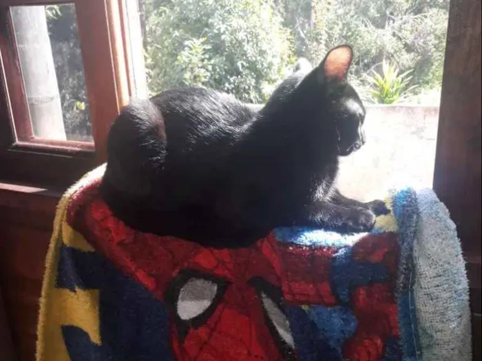 Gato raça Preta idade 2 a 6 meses nome Bella