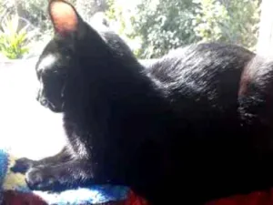 Gato raça Preta idade 2 a 6 meses nome Bella