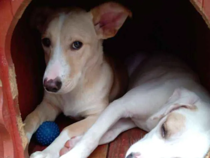 Cachorro ra a Indefinida idade 7 a 11 meses nome Branca e benjim