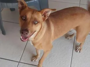 Cachorro raça Mix pitbull x vira lata idade 1 ano nome July