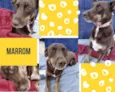 Marrom