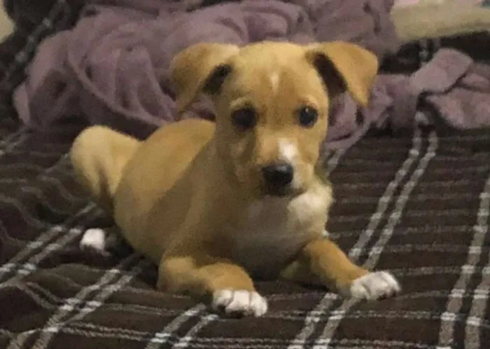 Cachorro ra a SRD idade 2 a 6 meses nome Anakin