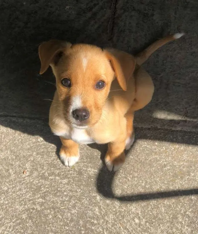 Cachorro ra a SRD idade 2 a 6 meses nome Anakin