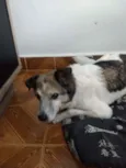 Snoop