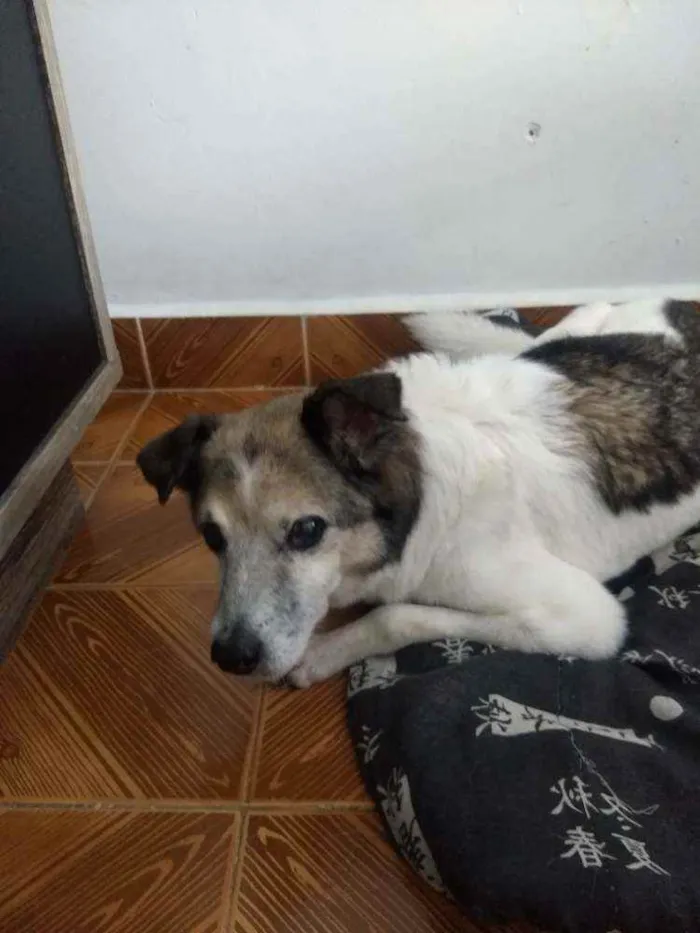 Cachorro ra a Vira lata idade 6 ou mais anos nome Snoop