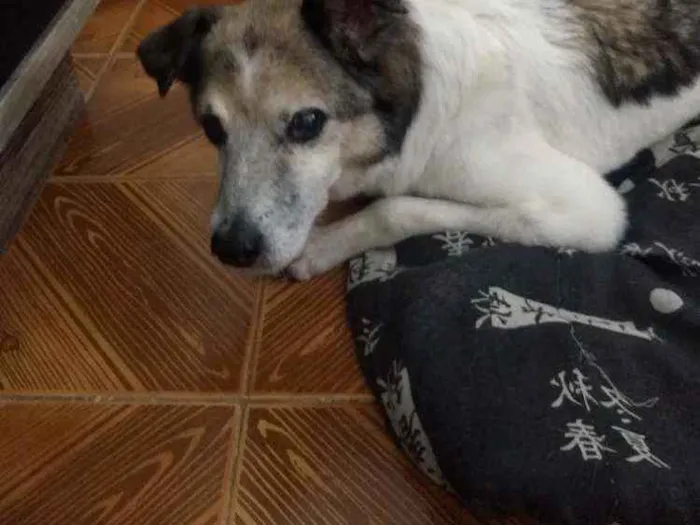 Cachorro ra a Vira lata idade 6 ou mais anos nome Snoop