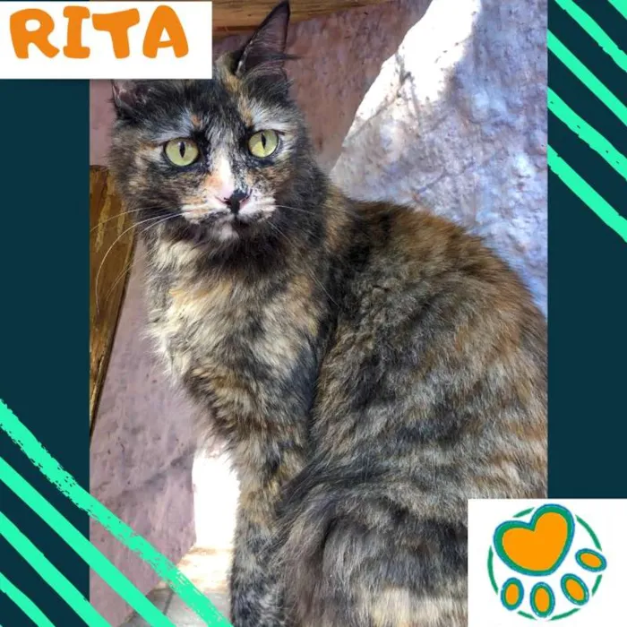 Gato ra a srd idade 7 a 11 meses nome Rita