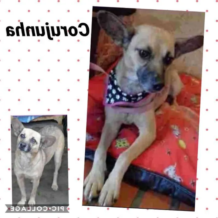 Cachorro ra a SRD idade 4 anos nome Corujinha