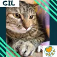 Gil