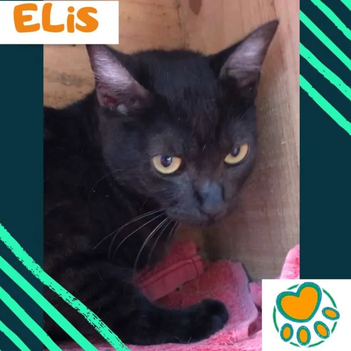 Gato ra a srd idade 1 ano nome Elis