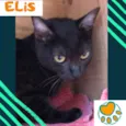 Elis