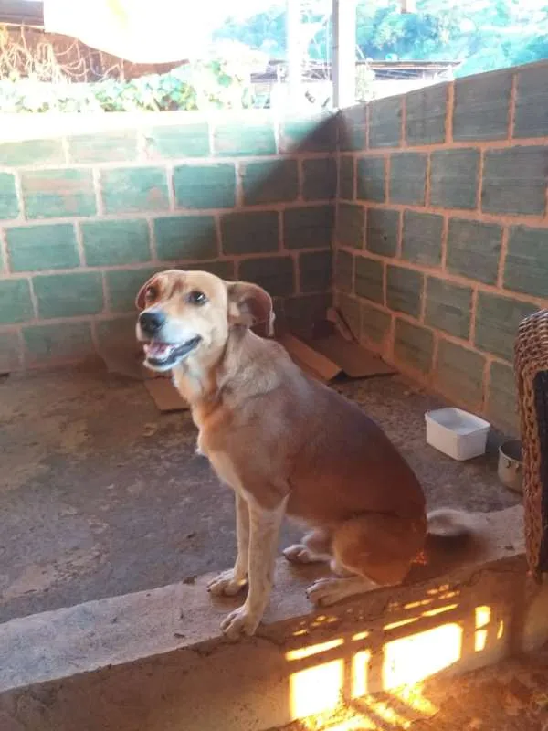 Cachorro raça Vira lata idade 1 ano nome Indefinido