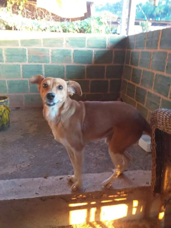 Cachorro raça Vira lata idade 1 ano nome Indefinido