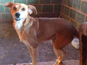 Cachorro raça Vira lata idade 1 ano nome Indefinido