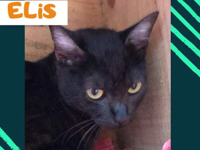 Gato ra a srd idade 1 ano nome Elis
