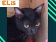 Elis