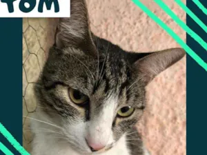 Gato raça srd idade 1 ano nome Tom