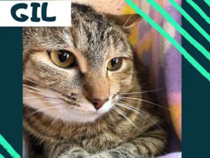 Gato raça srd idade 7 a 11 meses nome Gil