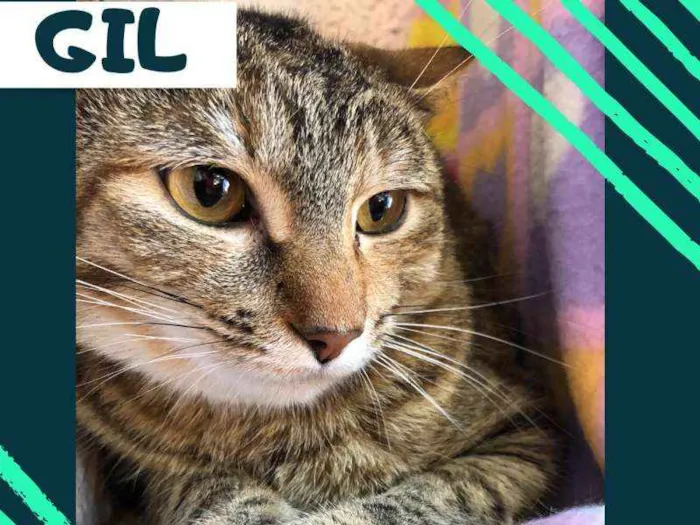 Gato ra a srd idade 7 a 11 meses nome Gil