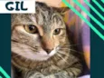 Gil