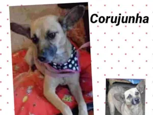 Cachorro raça SRD idade 4 anos nome Corujinha