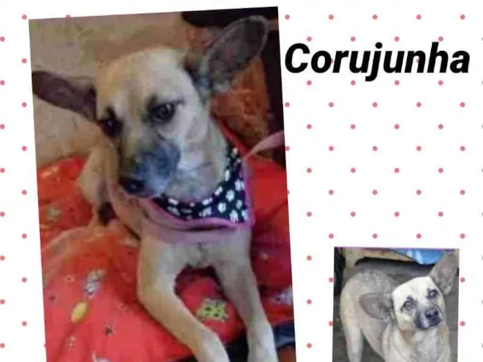 Cachorro ra a SRD idade 4 anos nome Corujinha