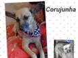 Corujinha