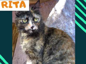 Gato raça srd idade 7 a 11 meses nome Rita