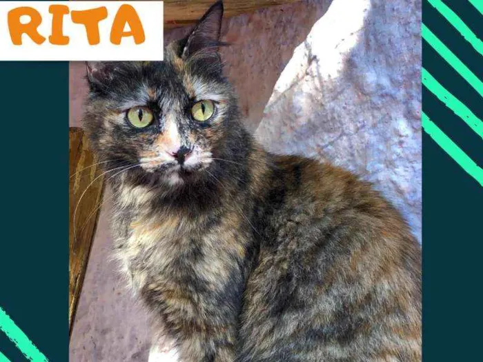 Gato ra a srd idade 7 a 11 meses nome Rita