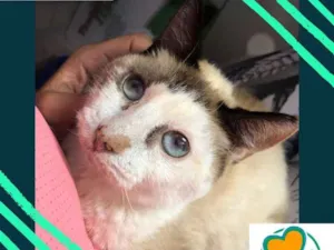 Gato raça srd idade 7 a 11 meses nome Gadu