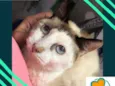 Gadu