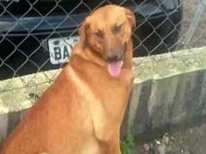 Cachorro raça Golden Retriever mestiço idade 5 anos nome Tin Tin