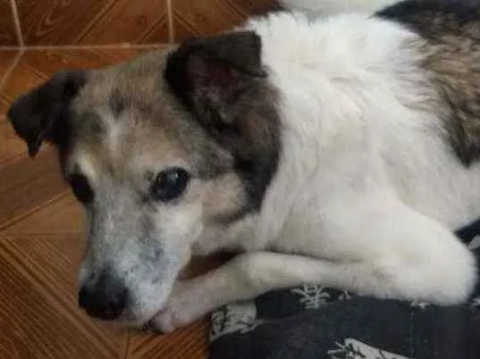 Cachorro ra a Vira lata idade 6 ou mais anos nome Snoop