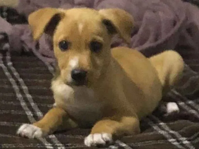 Cachorro ra a SRD idade 2 a 6 meses nome Anakin