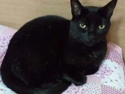 Gato raça Sem raça definida idade 5 anos nome Sombra