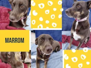 Cachorro raça Srd idade 2 anos nome Marrom