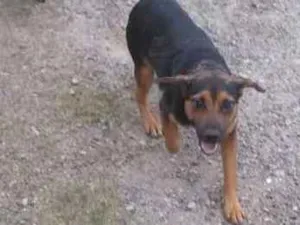 Cachorro raça SRD idade 1 ano nome Rubi