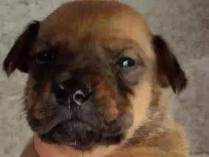 Cachorro raça SRD idade Abaixo de 2 meses nome Filhotinho