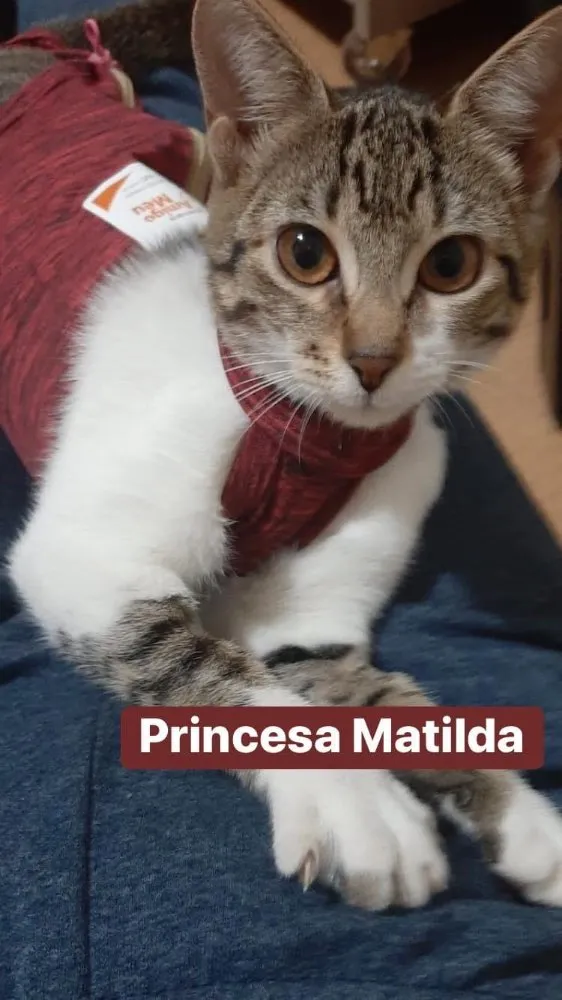 Gato ra a Srd idade 2 a 6 meses nome Matilda