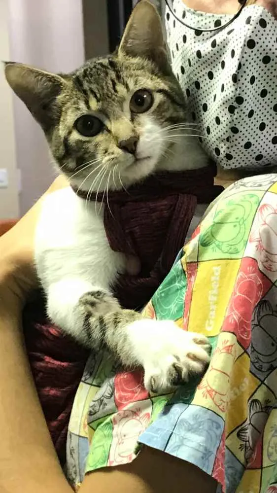 Gato ra a Srd idade 2 a 6 meses nome Matilda